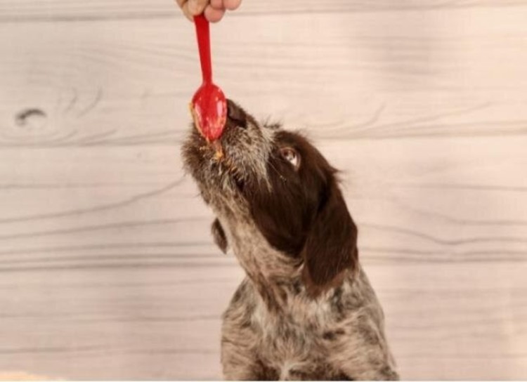 dog leaking peanut butter spoon