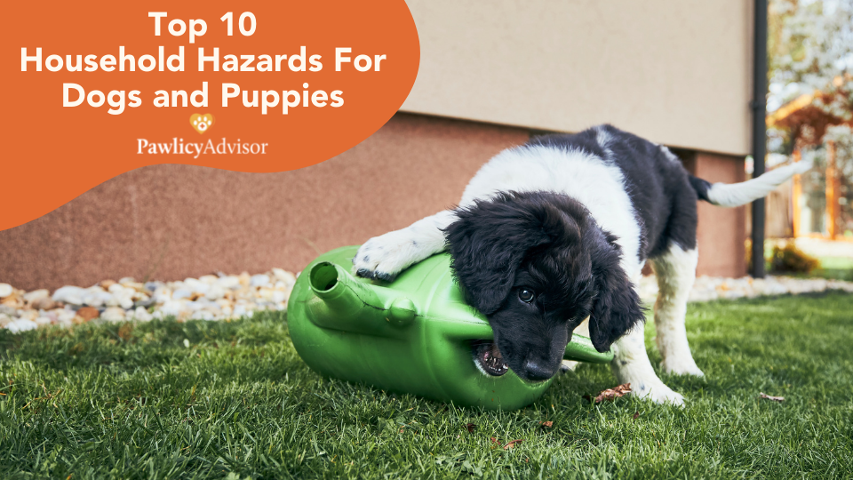 Puppy-Proofing Your Home: A Checklist for First-Time Owners – Petmart