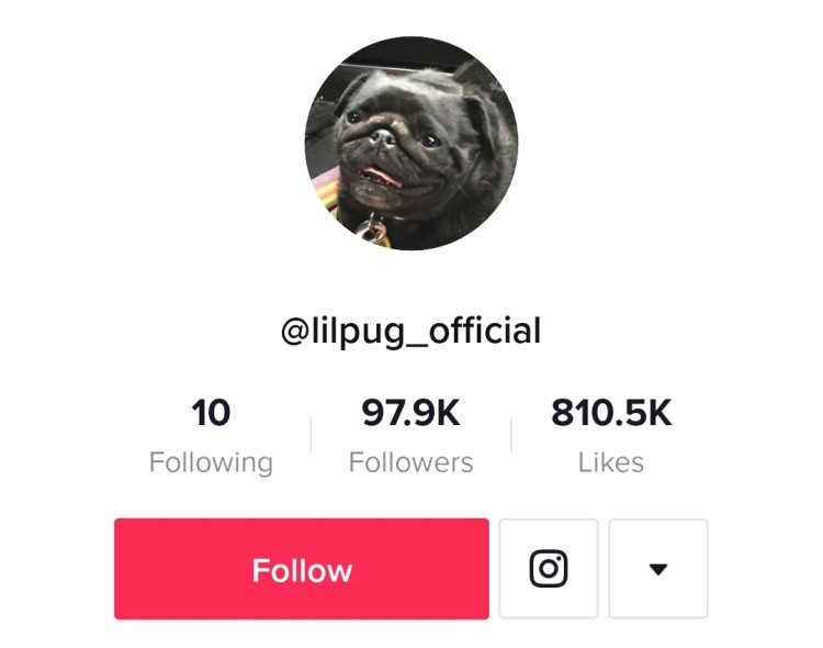 Lil Pug TikTok