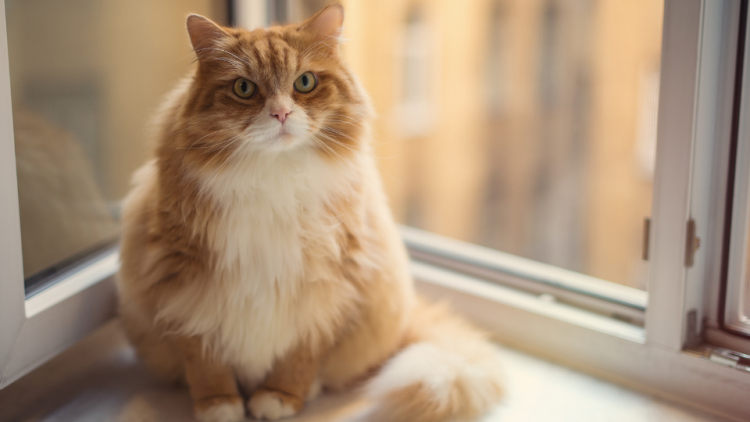 Overweight ginger cat sitting next to window