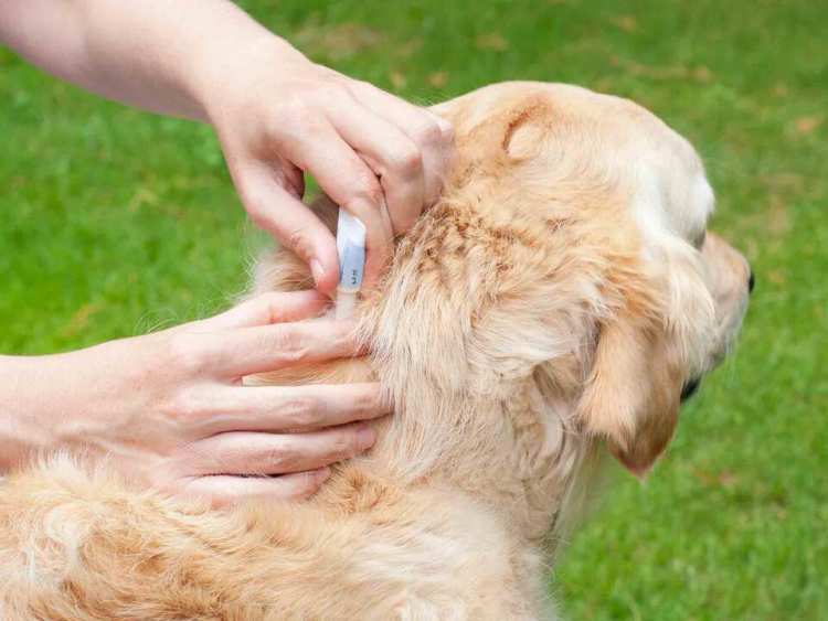 pet owner applying tick medication on a dog