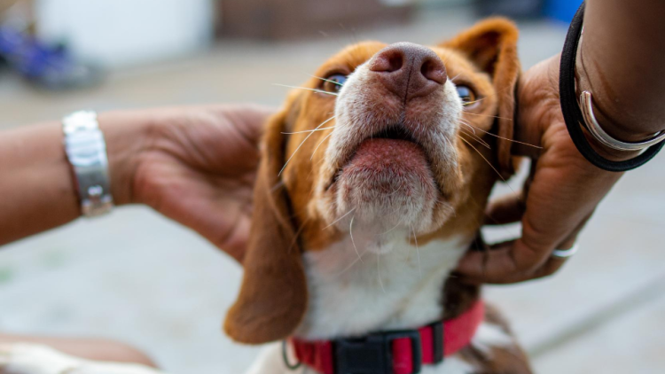 toucher les oreilles du chien