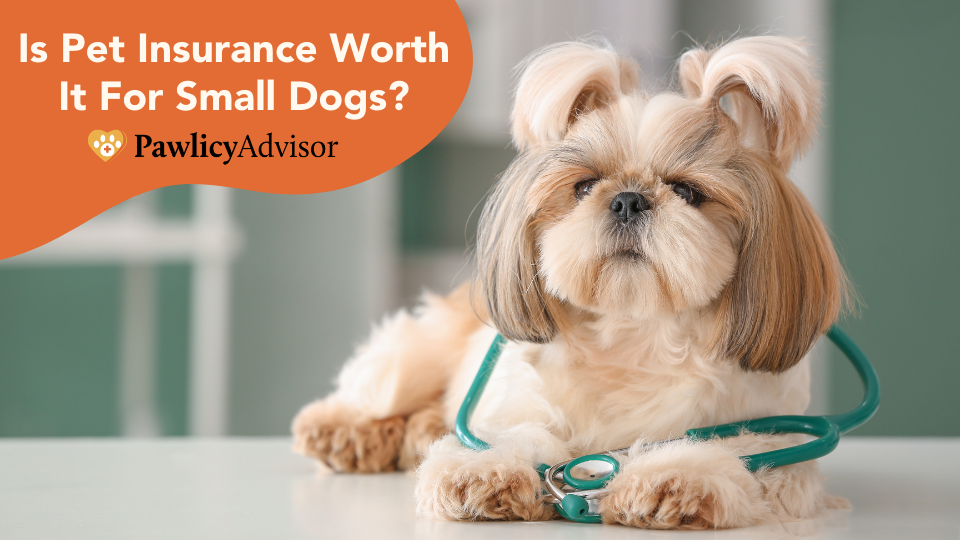 is pet insurance worth it for a puppy