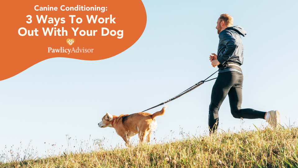 The Best Exercise for a Dog – High Intensity Interval Training