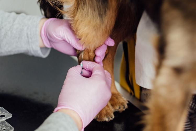 vet giving a puppy an injection