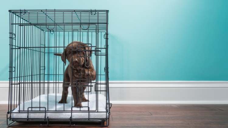 puppy crate training