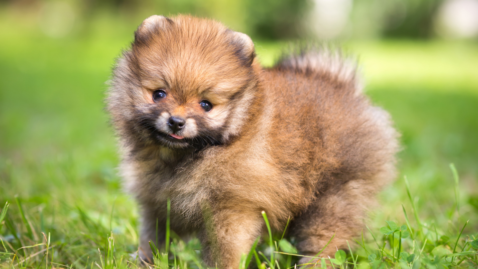 Pomeranian Growth & Weight Chart: Everything You Need to Know | Pawlicy  Advisor