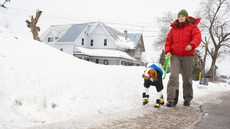 dog on walk in snow booties