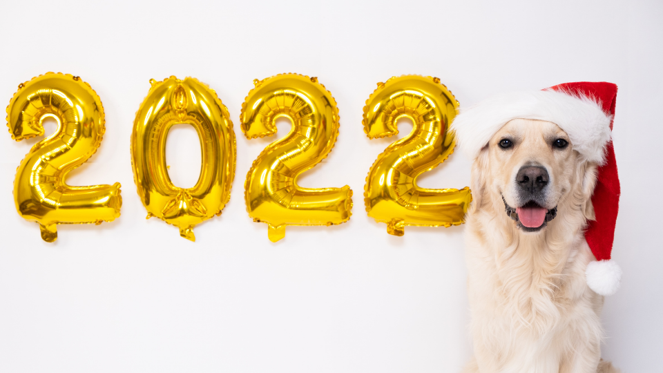 New Year, New Goals: 8 New Year's Resolutions for Your Pet - Vet in Fairfax  California