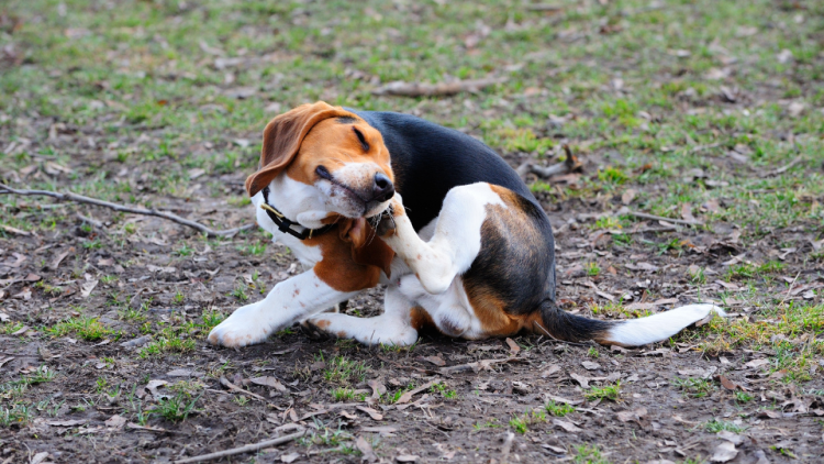Dog in field scratching ear