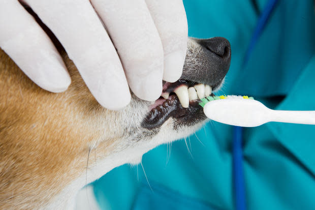 Dog getting its teeth cleaned at the vet