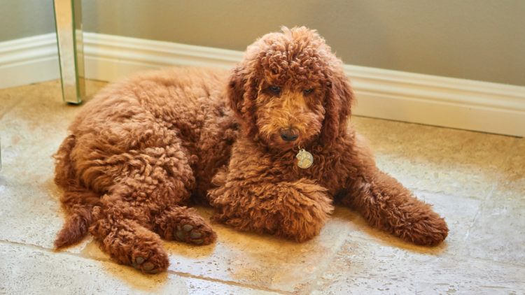 Labradoodle puppy laying on the floor indoors