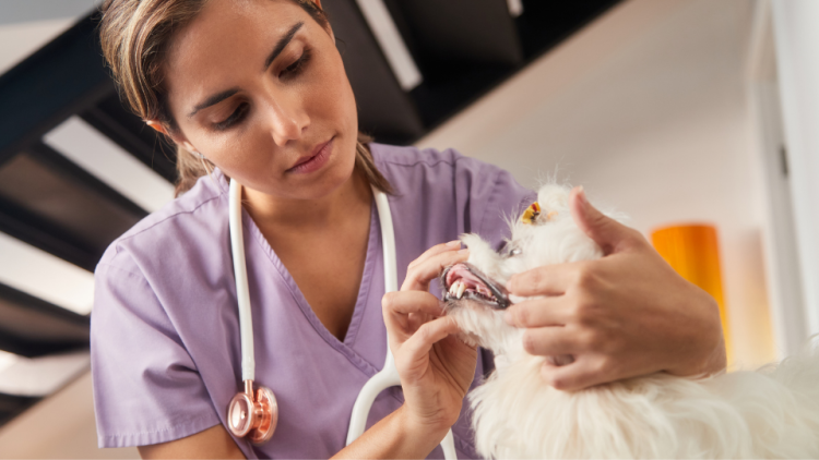 vet checking dog teeth