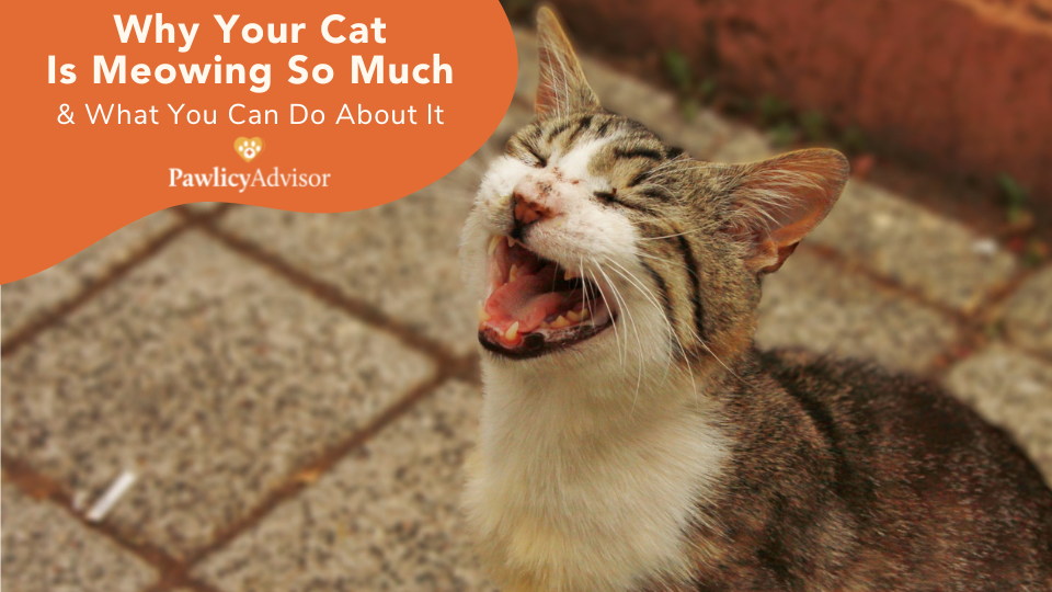 Why Does My Cat Meow So Much? — Pumpkin®