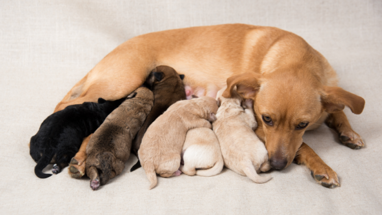 Dog nursing her puppies