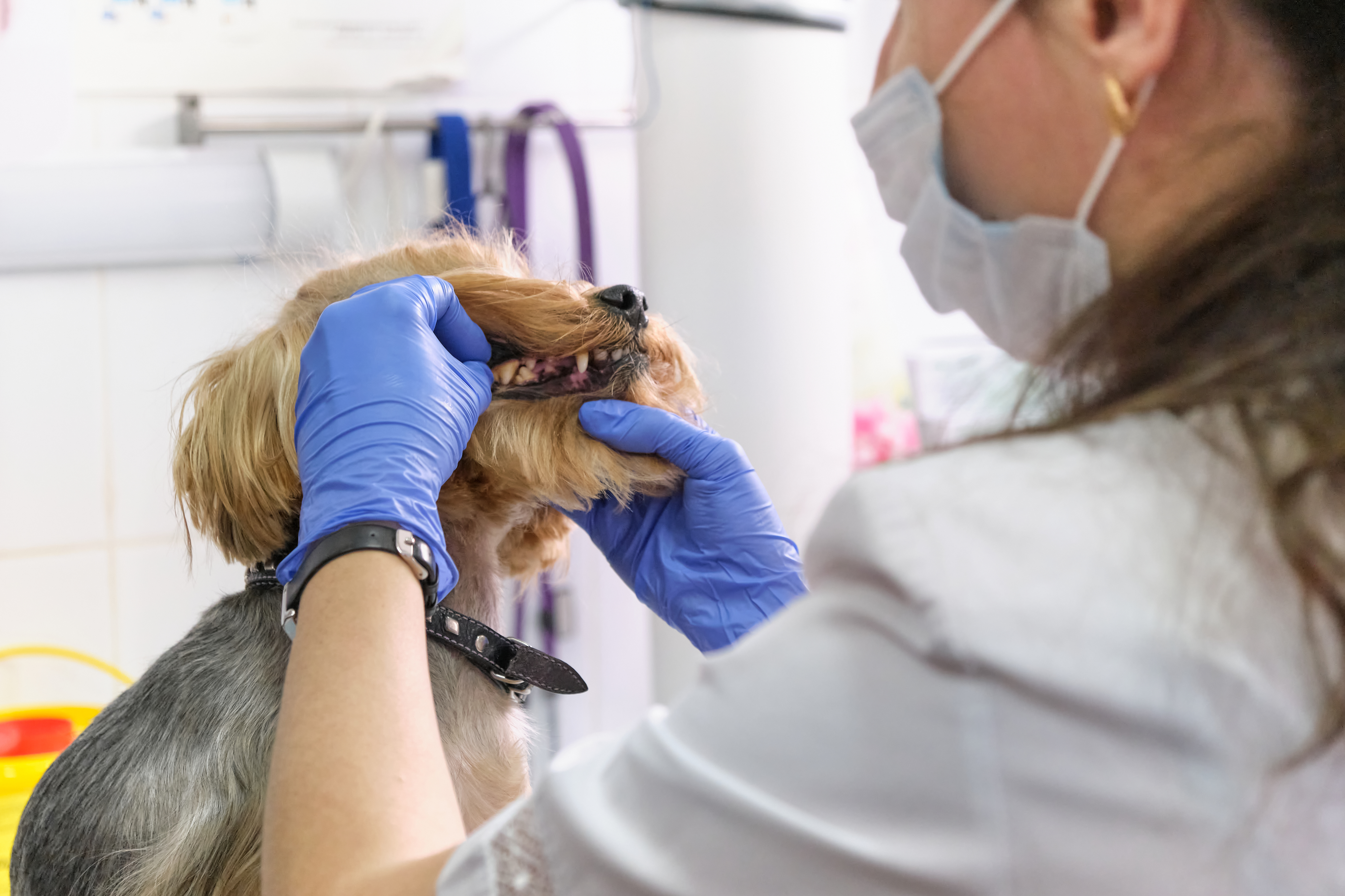 how much does it cost to treat periodontal disease in dogs