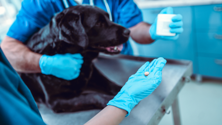 Black dog receives pill from vet team