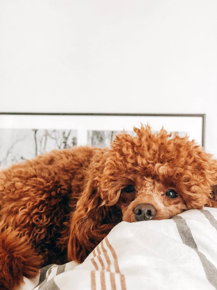 Tan Poodle laying on pillow.