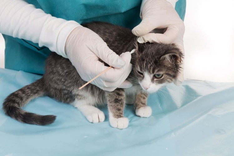 ear mites cat's treatment