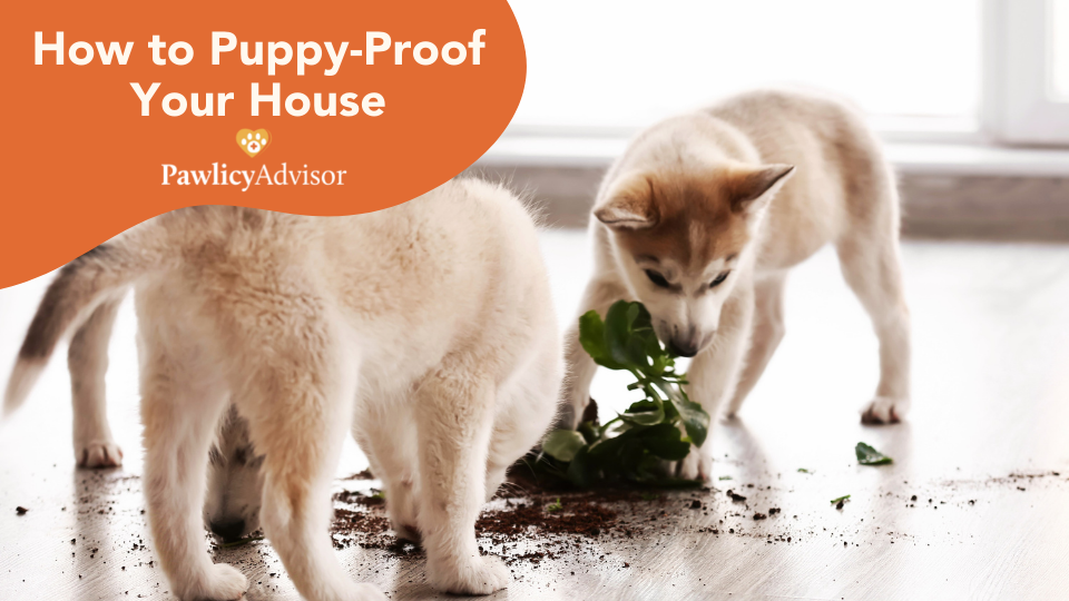 Puppy Space Setup And How To Puppy Proof Your House 