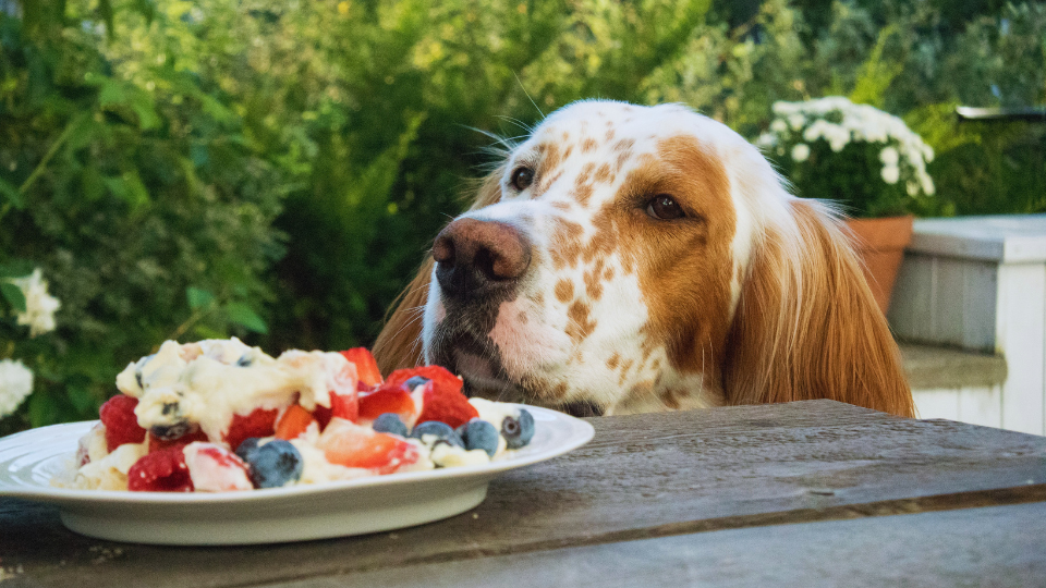 Human Foods Dogs Can't Eat ❌ List of Good and Bad Food For Dogs