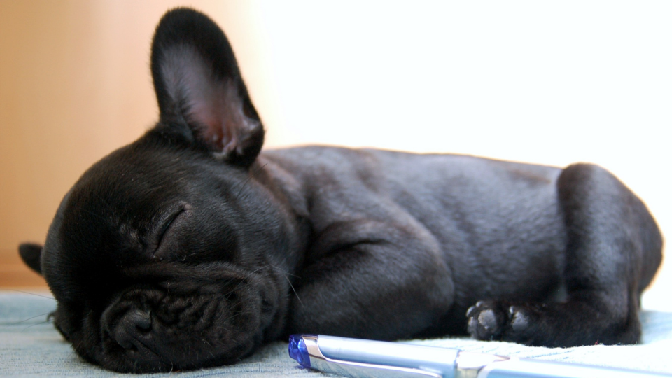 French Bulldog Growth & Weight Chart: Everything You Need ...