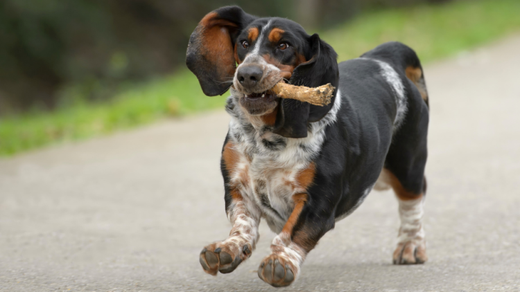 at what age is a basset hound full grown