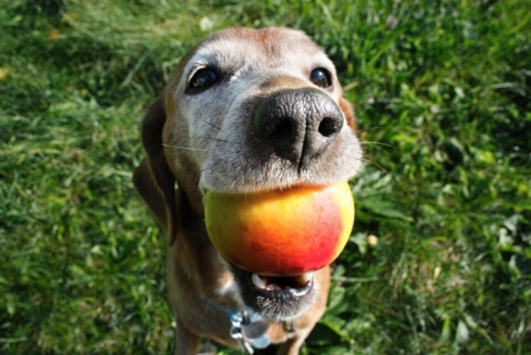 dog with mango in his mouth