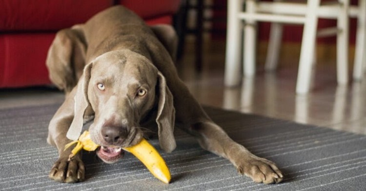 狗吃香蕉