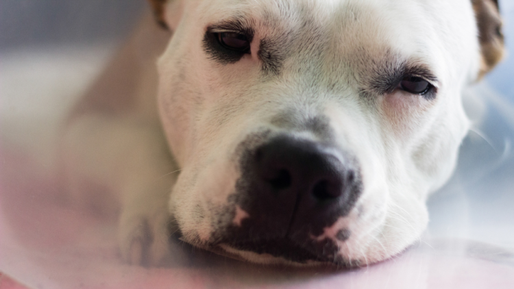 Dog with protective cone in recovery