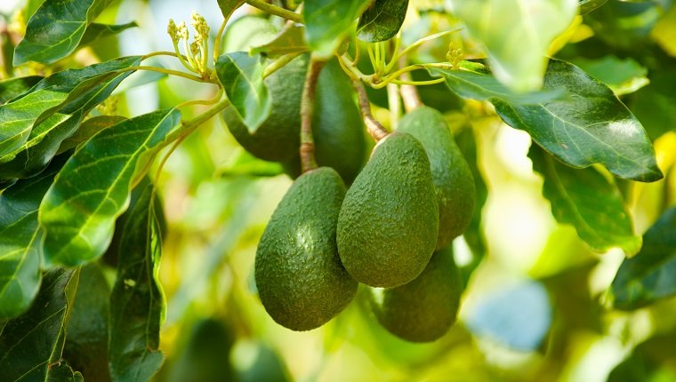 Are avocado seeds bad for outlet dogs