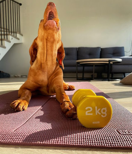 workout dog