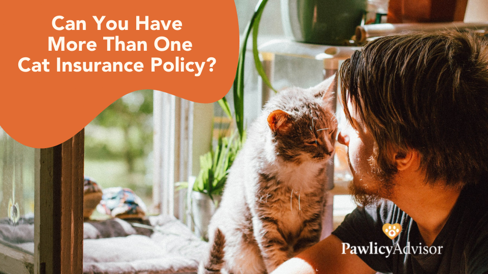 Can You Have More Than One Cat Insurance Policy? | Pawlicy ...