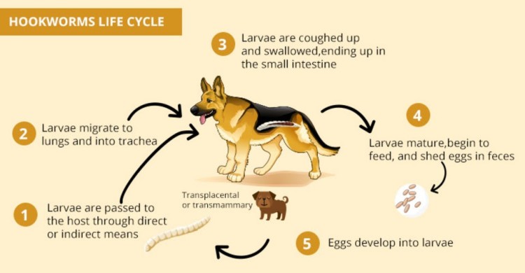 are puppies born with hookworms