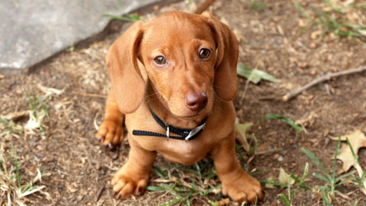 Dachshund puppy with collar on