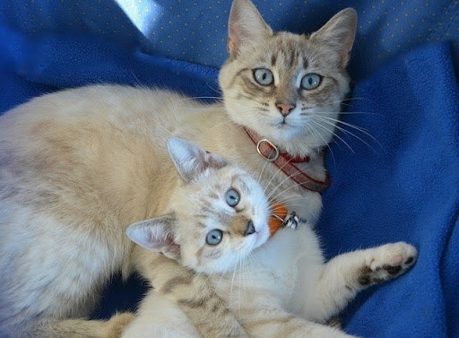 Blue-eyed cat and kitten