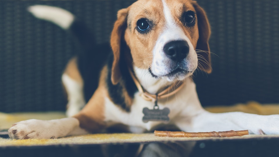 Beagle Growth & Weight Chart: Everything You Need To Know