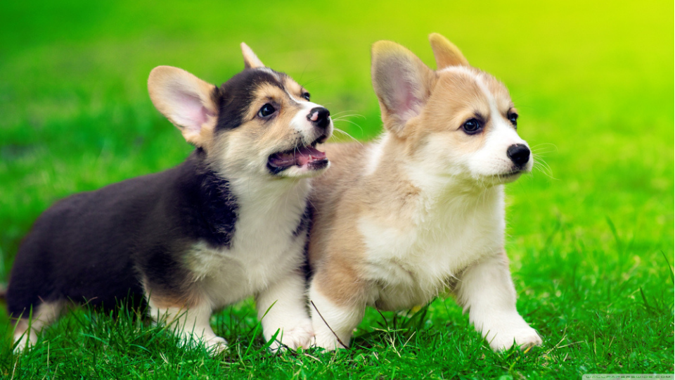 Corgi Growth & Weight Chart: Everything You Need To Know | Pawlicy Advisor