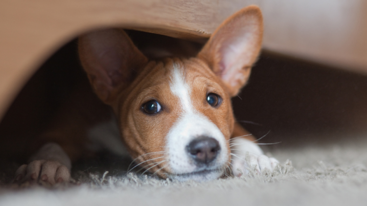 puppy stuck under furniture