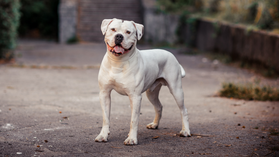 American Bulldog Breed Guide: Characteristics, History & Care