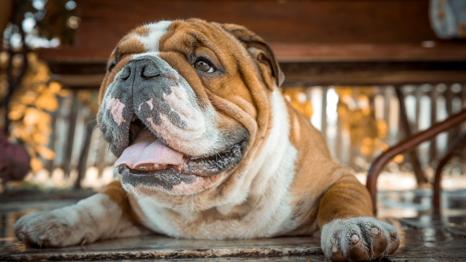 English Bulldog Breed Guide: Characteristics, History & Care