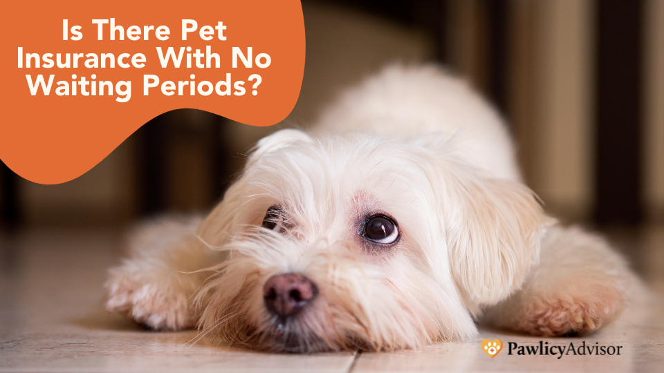 Is There Pet Insurance With No Waiting Period? | Pawlicy Advisor
