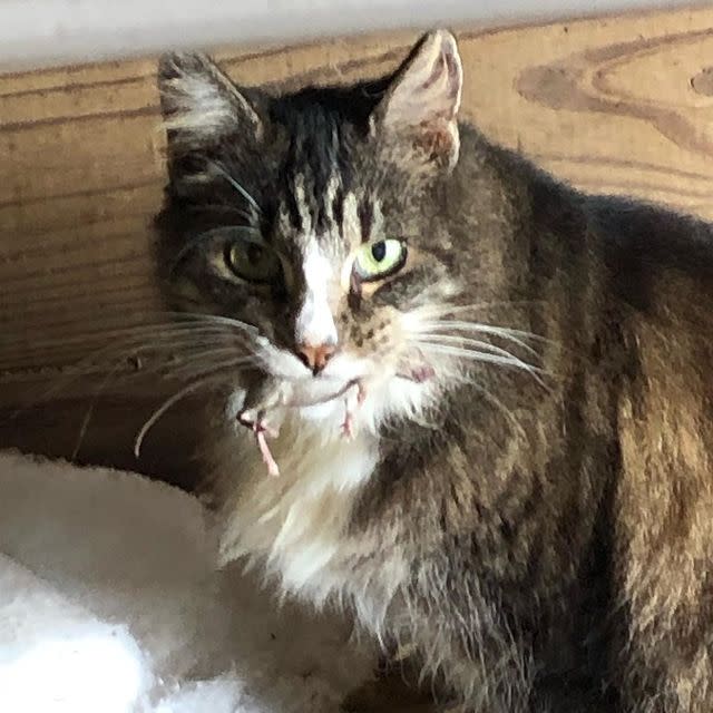 Barn cat with a mouse in mouth