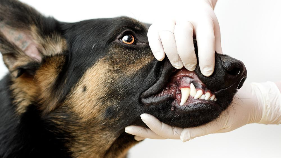 low income dog dental care