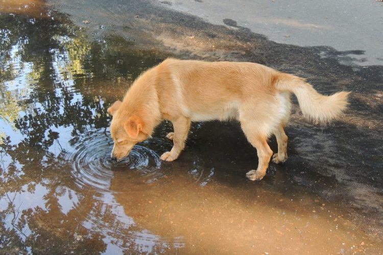 dog drinking water infected with leptospirosis