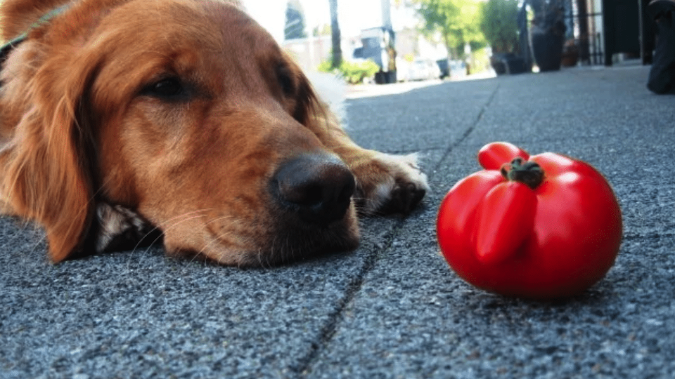 Dog can. Собака помидор. Собака и томат. Собака ест помидоры. Пес томатный.