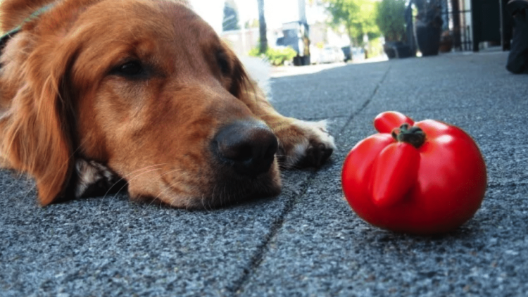 Dog lying on the ground looking at a tomato