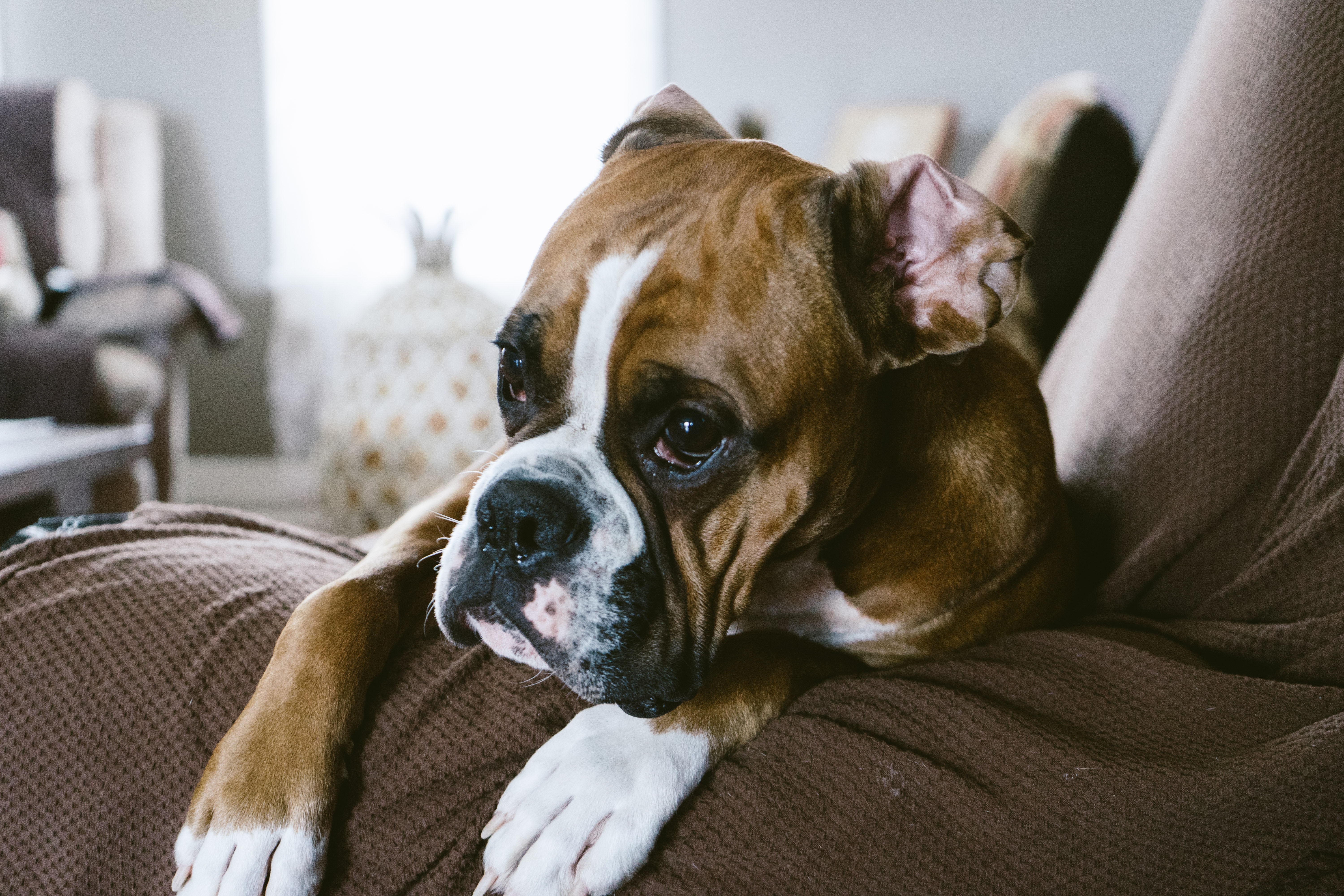 Full size boxer store dog