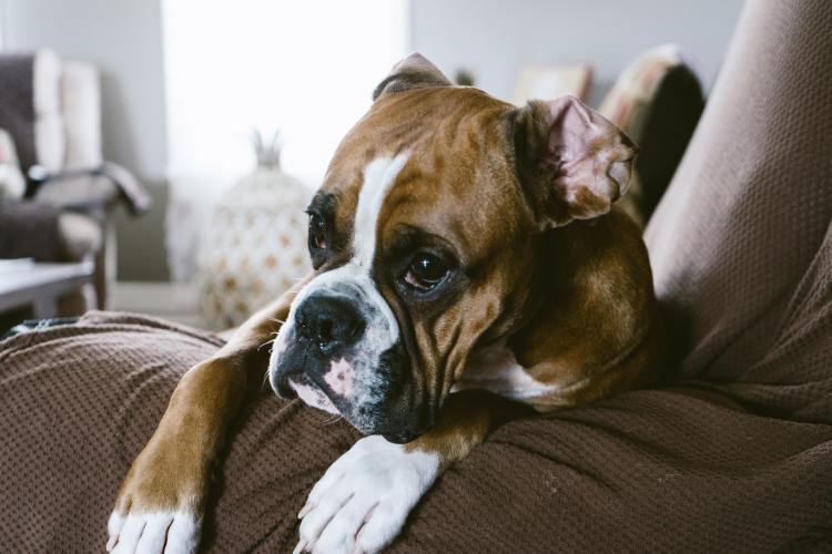 Sad boxer laying on a brown couch looks into the distance.
