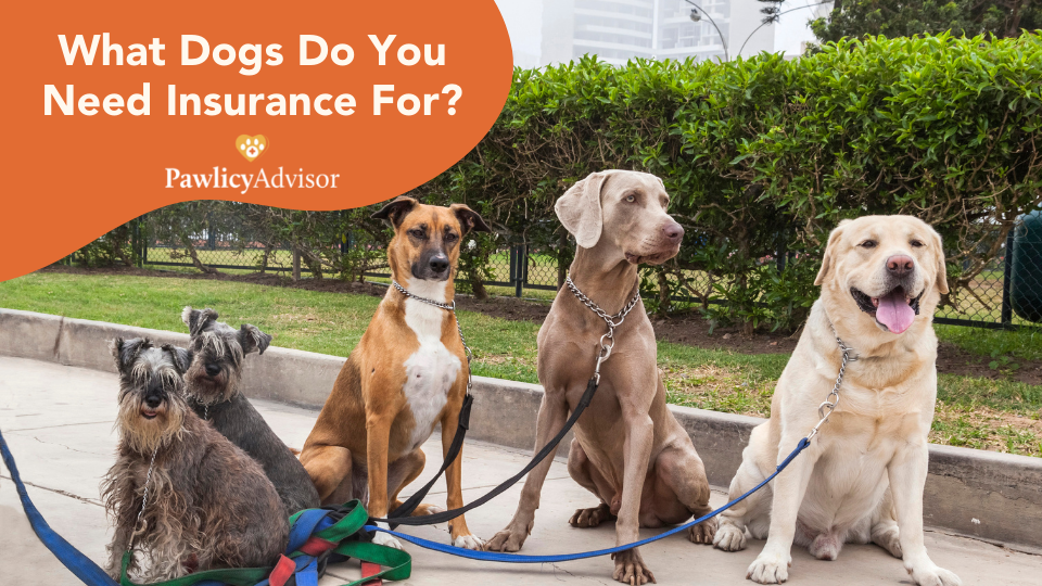 do you need dog insurance